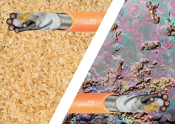 Hội thảo trực tuyến CF