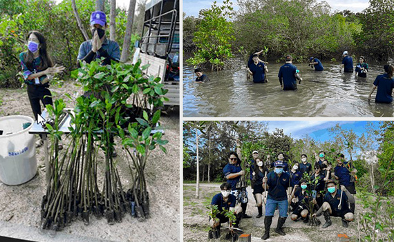Chiến dịch trồng rừng ngập mặn ở Thái Lan